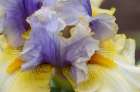 USA, Oregon. Garden in full bloom with close-up of bearded iris Art Print